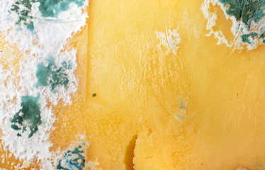 Moldy cheese