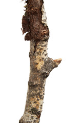 Naklejka premium Tree branch