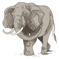 vector illustration of engraving elephants  on white background - obrazy, fototapety, plakaty