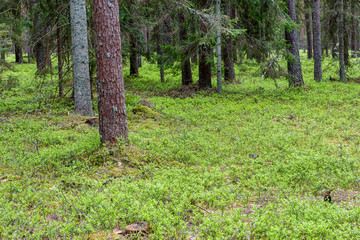 Trunks of trees in green forest