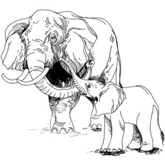vector illustration of engraving elephant and calf on white back