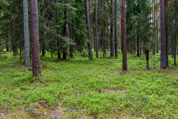 Trunks of trees in green forest