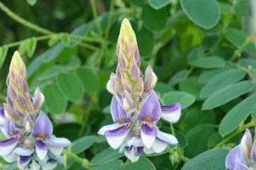 Afgekia flower, Afgekia mahidoliae, Central of Thailand