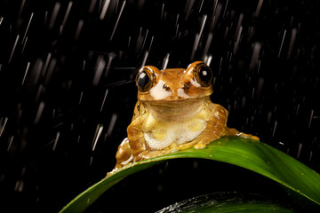 Rain frog