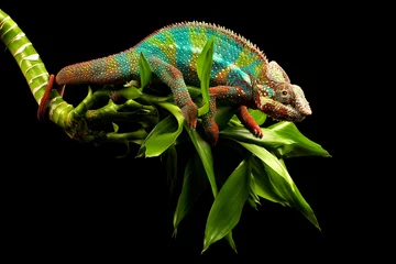 Cercles muraux Caméléon Blue Bar Panther Chameleon isolated on black background