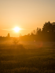 sunrise in misty country meadow