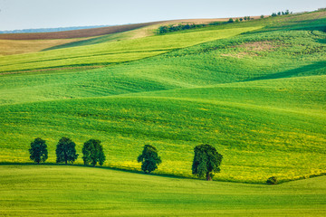 Naklejka premium Rolling landscape of South Moravia with trees.