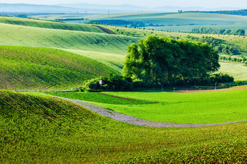 Moravian rolling landscape with trees