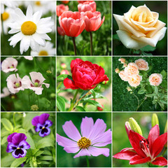 Collage of different beautiful flowers