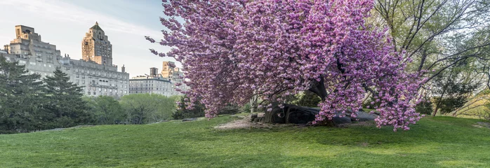 Wandcirkels Kersenbloesem Prunus serrulata or Japanese Cherry  © John Anderson