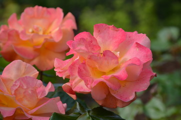 Beetrose in Bl&uuml;te mit Textfreiraum 