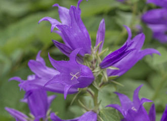 Bellflower