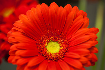 red gerbera flower macro