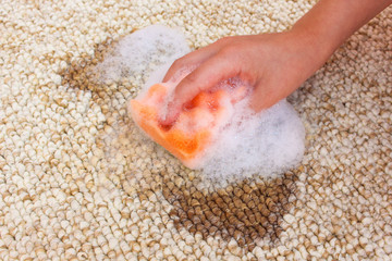 Female hand cleans the carpet with a sponge and detergent. Coffee spilled on the carpet. 