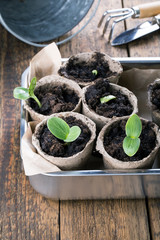 Young pumpkin sprouts