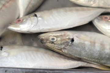 Fresh fish in the market