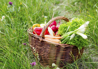 Bio Vegetables Basket Freshly Picked from the Garden
