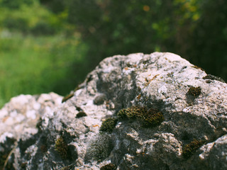 Moss on the rock