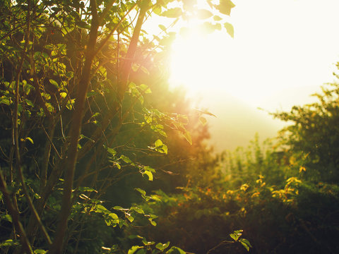 Fototapeta Sun magic in a forest at sunset