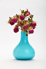 Dried-up red roses in a blue vase isolated on white background w