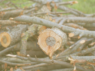 Logs in the summer sun