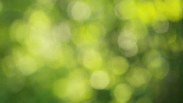 abstract green summer background with round bokeh balls