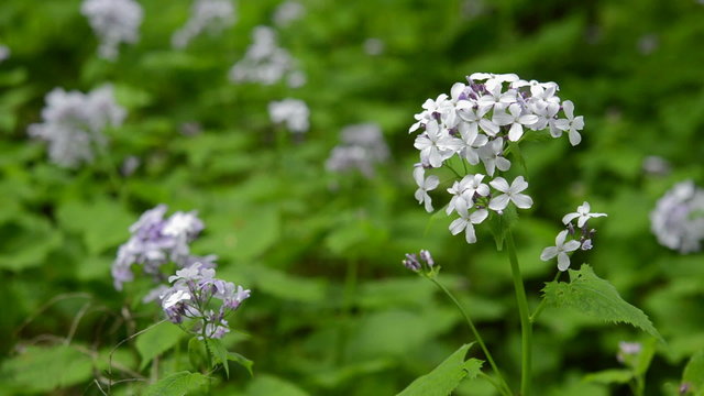 Close up of flowering perennial honesty (Lunaria rediviva) wildflower, spring, damp forest. Nature scene. Camera locked down. 1080p full HD video footage.