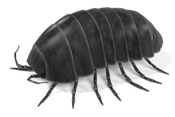 3d render of armadillidium vulgare