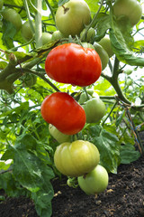 Red and green tomatoes.