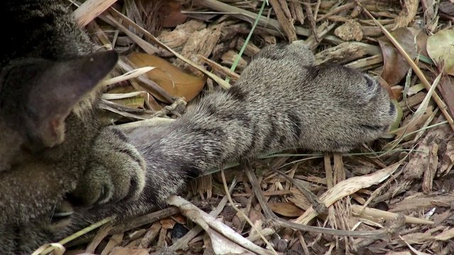 Polydactyl cat in Hemingway House (six toes on each paw). Key West, Florida