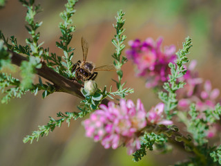 Пчела,сидящая на цветке и собирающая нектар