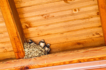 Swallow baby birds in nest