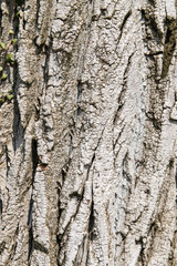 texture formed by the bark of an old tree