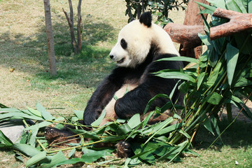 Fototapeta premium Panda eating bamboo