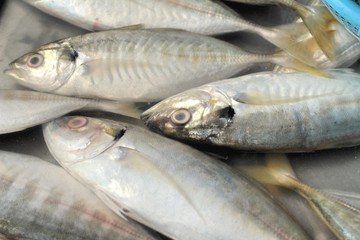 Fresh fish in the market