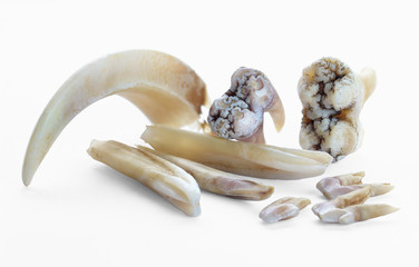 Fototapeta premium Boar teeth