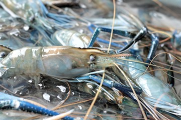 Fresh shrimp in the market