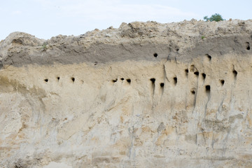 Gniazda jerzyków w piaskowej skarpie. - obrazy, fototapety, plakaty