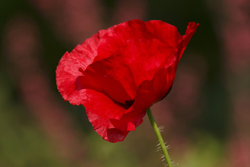 red poppy in garden at summer
