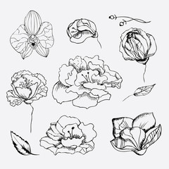 set of hand drawn flowers . Orchid , peony , rose, sketch