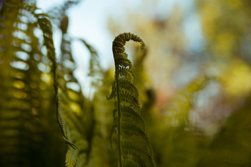  fern leaves in   garden.