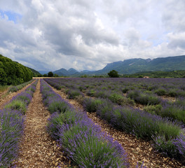 Fototapeta na wymiar Lavender field in the mountains