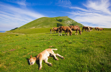 Fototapeta premium Piccolo cavallo sdraiato sull'erba fresca