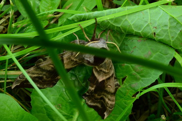Butterfly on the grass moves smerinthus ocellatus