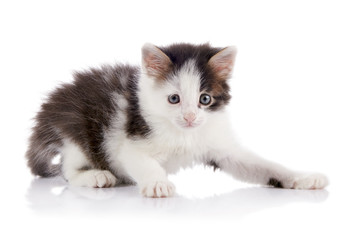 Spotty playful kitten.