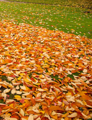 Fallen leaves