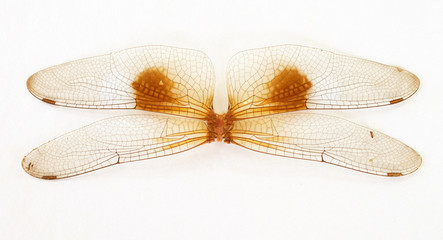 dragonfly wings