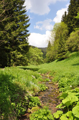 Fototapeta premium Gebirgsbach Goldene Lauter im Thüringer Wald