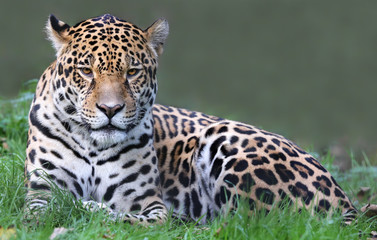 Naklejka premium Widok z przodu Jaguara (Panthera onca)