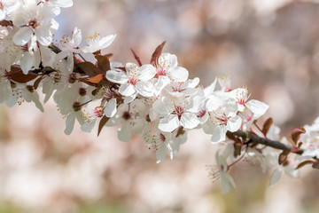 Apple Tree Flowers Spring Blossom Background